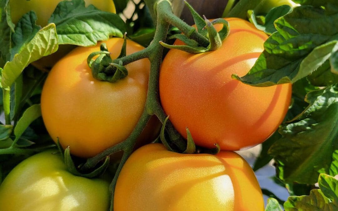 Finding Hope & Resilience During Turbulent Times